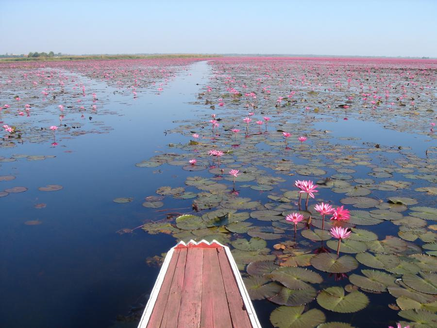 Hồ[-]hoa[-]súng[-]khổng[-]lồ[-]ở[-]Thái[-]Lan